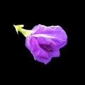 Closeup, Clitoria ternatea Linn flower bloom isolated on black background for design or stock photo, illustration, tropical summer