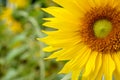 Big sunflower on blurry background