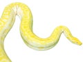 Closeup and clop giant gold boa snake isolate on white background Royalty Free Stock Photo