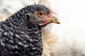 Closeup close up detail of speckled hen chicken head Royalty Free Stock Photo