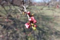 Closeup of closed flower buds of apricot tree in early spring Royalty Free Stock Photo
