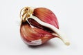 Closeup of clove garlic
