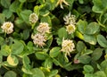 Closeup of clover filed, with white flowers closeup background.