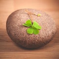 Closeup clover leaf and stone . Royalty Free Stock Photo