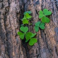 Closeup clover leaf . Royalty Free Stock Photo