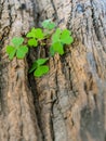 Closeup clover leaf . Royalty Free Stock Photo