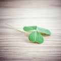 Closeup clover leaf . Royalty Free Stock Photo