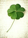 Closeup clover leaf . Royalty Free Stock Photo