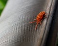 Closeup of a Clover mite insect on a black surface