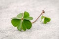 Closeup clovers leaves on Stone background. The symbolic of the Royalty Free Stock Photo