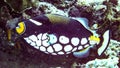 Closeup Clown Trigger Fish Balistoides conspisillum, Maldives. Royalty Free Stock Photo