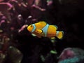 Close up Clownfish or Anemonefish on Nature Background