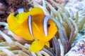 Closeup of a clownfish underwater