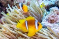 Closeup of a clownfish underwater