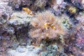 Closeup of clownfishes in aquarium environment