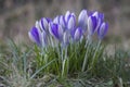 Clump of Purple Crocus naturalised in a garden lawn Royalty Free Stock Photo