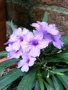 Cluster of purple waterkanon flowers