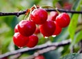 Bright red cherries on tree. Closeup. Royalty Free Stock Photo