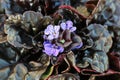 Closeup of cluster of bugleweed trumpet shaped flowers