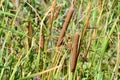 Closeup cluster of cattails growing in marsh