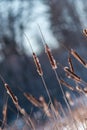 Closeup of a cluster of dried plants in the snow on a sunny day