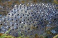 Closeup on a cluster of European brown frog eggs, Rana temporaria at the border of a pond Royalty Free Stock Photo