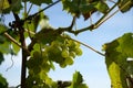 Closeup of a cluster of green grapes on a vine
