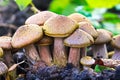 Closeup of a cluster of Honey Mushrooms