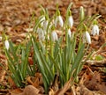 Snowdrop flowers or Galanthus, drooping bell shaped flowers in early Spring