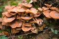 Closeup of a cluster of many yellow wood-decay mushrooms growing on an old stump in the forest