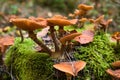 Closeup of a cluster of many yellow wood-decay mushrooms growing on an old stump in the forest