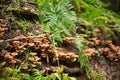 Closeup of a cluster of many yellow wood-decay mushrooms growing on an old stump in the forest