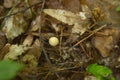 Closeup of a cluster of Mottlegill mushrooms