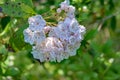 Closeup of a Cluster of Mountain Laurel, Kalmia latifolia Royalty Free Stock Photo