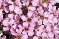 Closeup of a cluster of pink flowers on a Soapwort plant