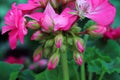 Closeup cluster of pink geranium flowers in bloom