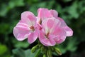 Closeup cluster of pink geranium flowers in bloom