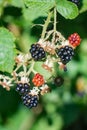 Closeup of a Cluster of Raspberries Royalty Free Stock Photo