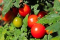 Closeup of a cluster of red tomatoes in between leaves Royalty Free Stock Photo