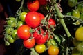 Closeup of a cluster of red tomatoes on the vine in the garden Royalty Free Stock Photo