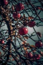 Closeup of a cluster of ripe apples growing on a lush tree