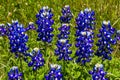 Closeup of a CLuster of Texas Bluebonnet Wildflowers.