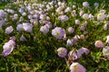 A Closeup of a Cluster of Texas Pink Evening Primrose Wildflowers in Late Sun. Royalty Free Stock Photo