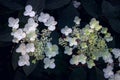 Closeup of cluster of tiny white flowers of hydrangea