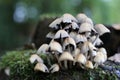 Closeup of a cluster of toadstools in various sizes growing in a grassy area