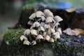 Closeup of a cluster of toadstools in various sizes growing in a grassy area