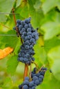 Closeup cluster of vine berries in a garden