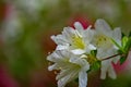 Closeup of a Cluster of White Azalea Wildflowers