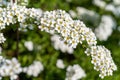 Closeup of a cluster of white blooms on a lush green tree.