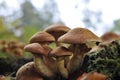 Closeup of a cluster of wild brown mushrooms on a forest floor